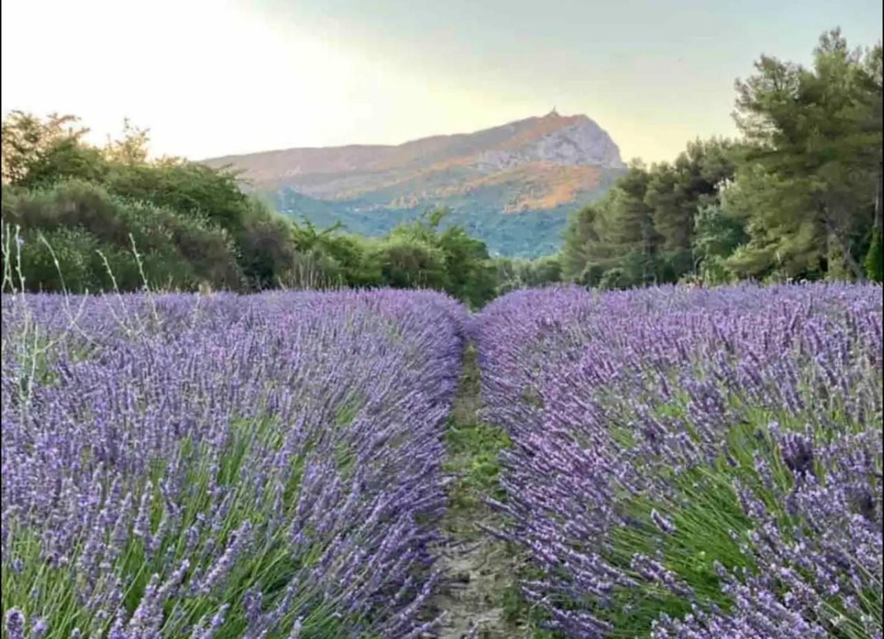 La Glycine Appartement *